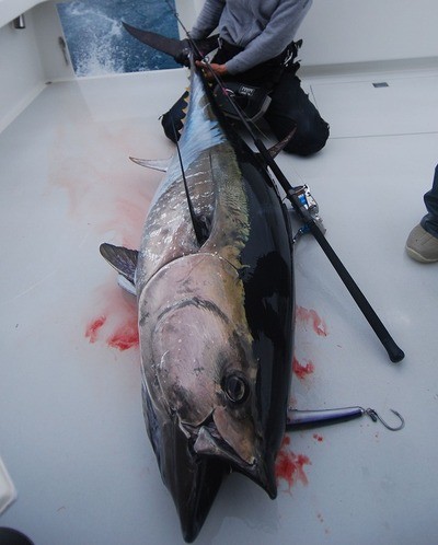 Cb One Zorro 270 Saltywater Tackle Special Saltywater Tackle Inc